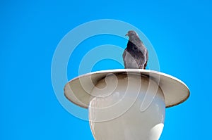 The dove sits on a lantern against the clear blue sky. Pigeon in city sitting on white streetlight in park.