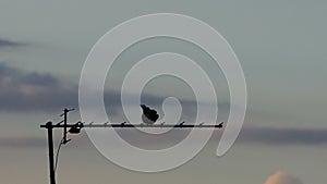 A dove sits on a metallic antennae on a roof in a windy weather in slo-mo
