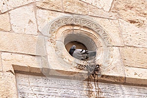 A dove  sits in a niche on the wall of a house in an Arab region near the Temple Mount in the old city of Jerusalem in Israel