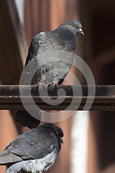 A dove sits on a pole in a dovecote