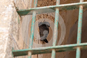 A dove  sits in the window of a mosque of the Muslim part of the tomb of the grave of the prophet Samuel on Mount of Joy near