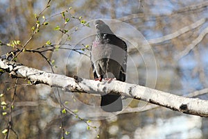 Dove sitting on a branch.