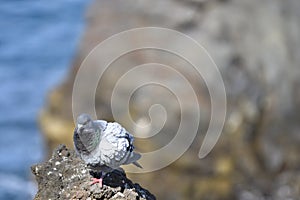 Dove sitting on a cliff with sea and a rock in soft focus in the