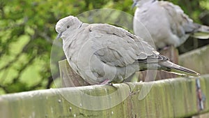 Dove sitting on a fence Co. Antrim Northern Ireland