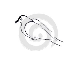dove sitting, graphic monochrome black and white drawing