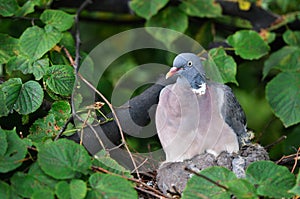 Dove sitting on a nest