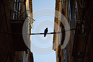 Dove sitting on a perch, in the old town of Tropea