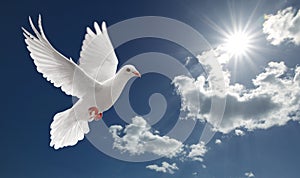Dove in the sky