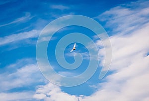 Dove in the sky with clouds