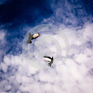 Dove in the sky with clouds