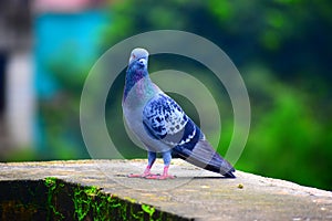 A dove is a small pigeon