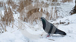 A dove on a snowy ground  a bird walks on a snowy ground