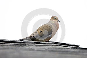 Dove Song Bird on Roof Cooing