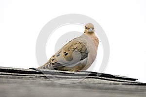 Dove Song Bird on Roof Cooing