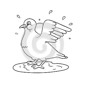 Dove splashing in the water. Spring theme.