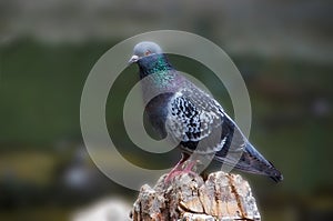 Dove standing alone on rock.Blurred background