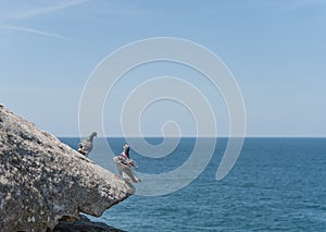 Dove Standing on the edge of rock. Close to Ocean. Sydney, Australia