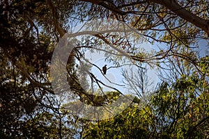 Dove standing quietly on a tree branch, surrounded by leaves on a sunny day