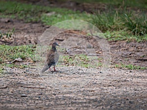 Dove Stands Sideface Gracefully