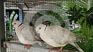 the dove is a stocky bird with a short neck and short slender bill with a watery cere.