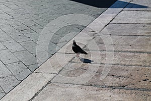 Dove on the street