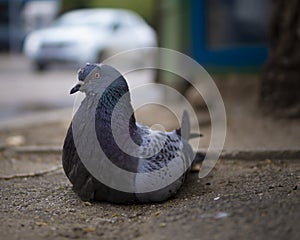 Dove on the streets of Bucharest