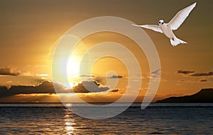 Dove in sunrise. Peace and happiness of Easter