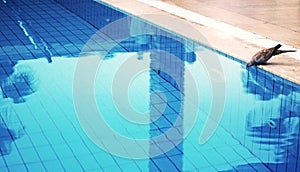 Dove and swimming pool