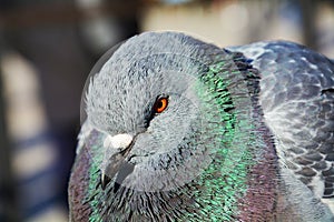 A dove, symbol of God`s promise