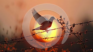 Dove takes flight against a sunset backdrop.