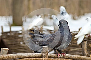 Dove in the town park in the winter