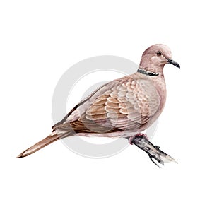 Dove on the tree branch watercolor illustration. Realistic streptopelia decaocto bird image. Hand drawn collared pigeon
