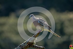 A dove on the tree brunch