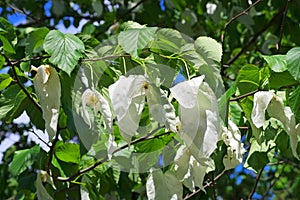 Dove-tree or Davidia involucrata