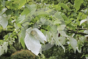 Dove tree.