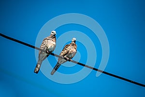 Dove is a ture Lover,two birds are on wire. They are a couple an