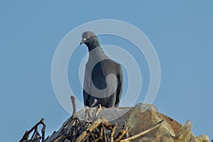 dove on uper top, beautiful dove on top view