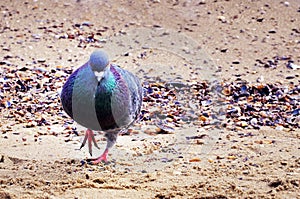 Dove walking on beach