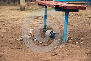 Dove walking on garbage under the red banch