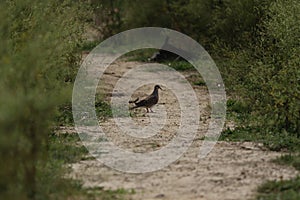 A dove is walking on the ground.