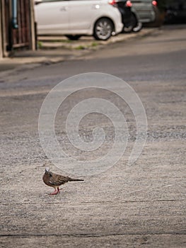 Dove Walking on The Road