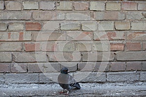 Dove and wall.Bird and old wall. Grey dove sitting on a vintage wall. Birds and walls.
