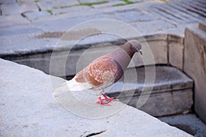 Dove watching.