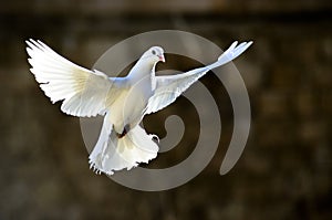 dove, white pigeon, freedom concept