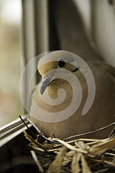 Dove on windowsill