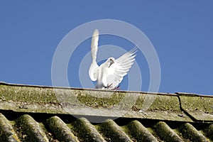 Dove wings