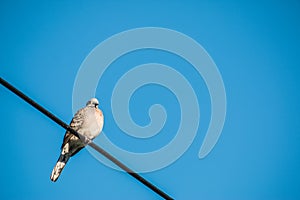 Dove is on wire. Dove is a ture love and bird family.