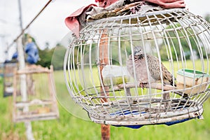 Dove in wooden cage