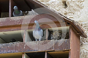 Dovecote big wooden house