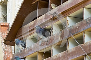 Dovecote big wooden house